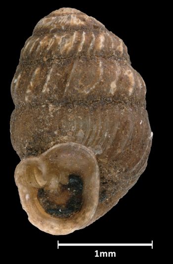Media type: image;   Malacology 45239 Aspect: apertural
